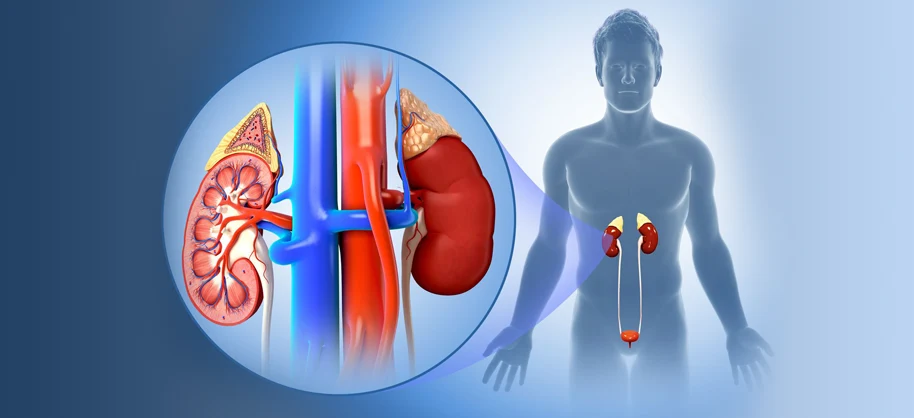 Nephroscience